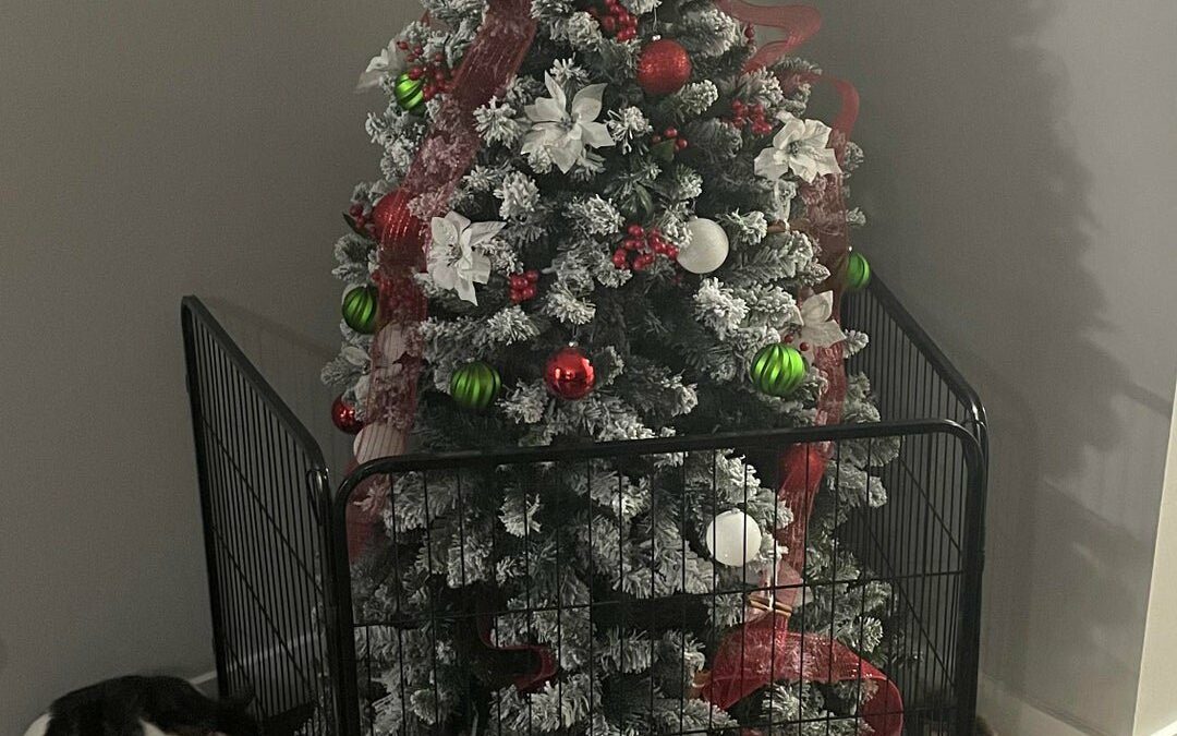 Pourquoi les chats aiment les sapins de Noël ?