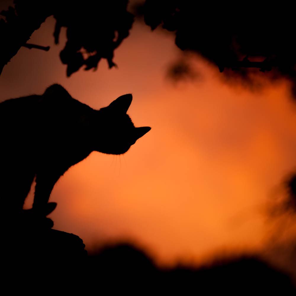 Pourquoi chats noirs et Halloween ?