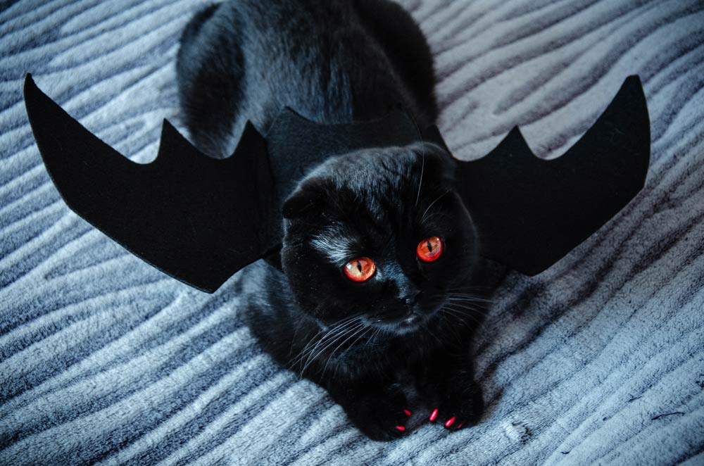 Pourquoi chats noirs et Halloween ?