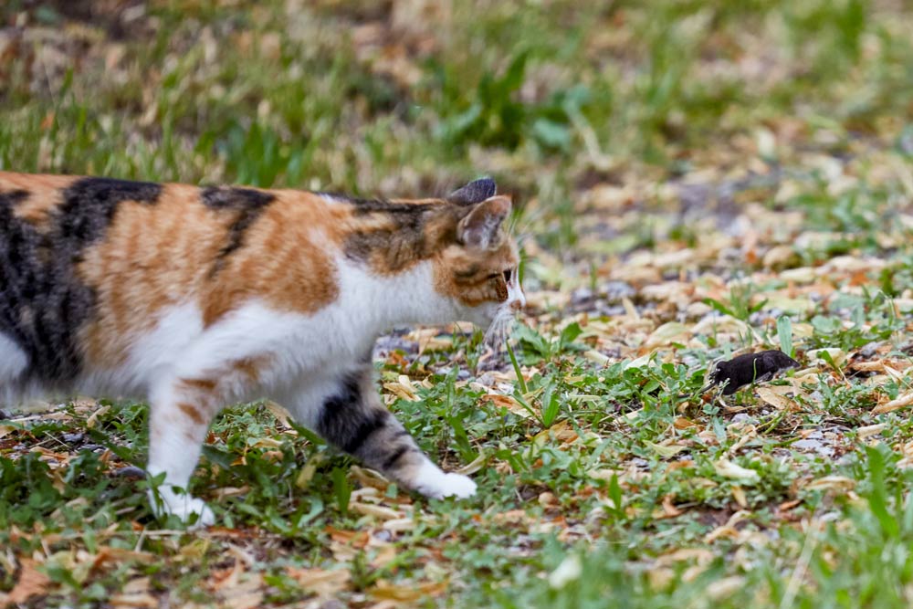 Revenir à la base de l'alimentation du chat 