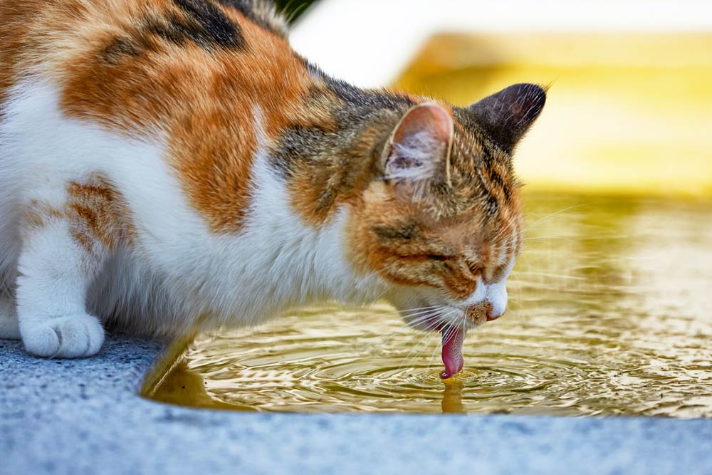 Revenir à la base de l'alimentation du chat 