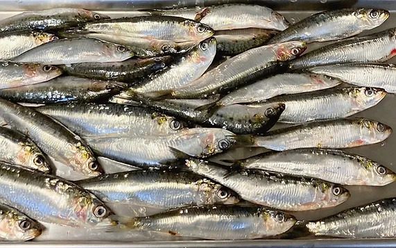 sally and cie sardines