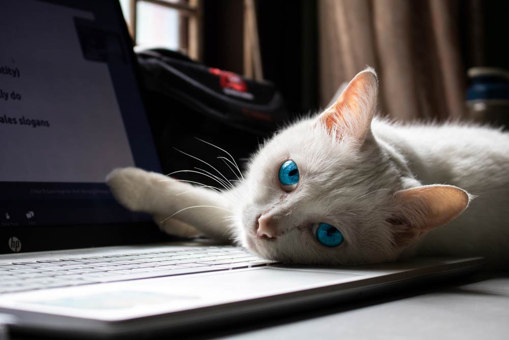 Pourquoi les chats s'allongent sur les claviers d'ordinateur ?