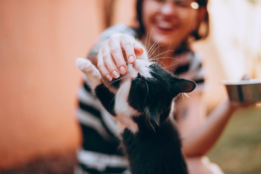 Pourquoi les chats s'allongent sur les claviers d'ordinateur ?