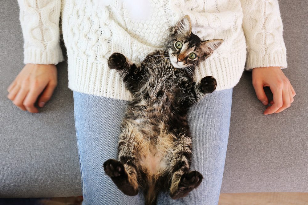 sally et cie chat amour humain dos Les chats ressentent-ils notre état de santé ?