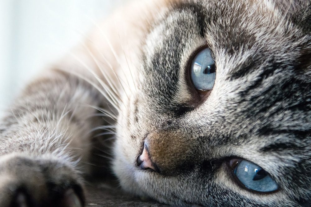 sally et cie chat amour humain yeux bleus Les chats ressentent-ils notre état de santé ?