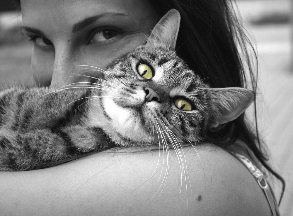sally et cie chat amour humain yeux sally et cie chat amour humain yeux