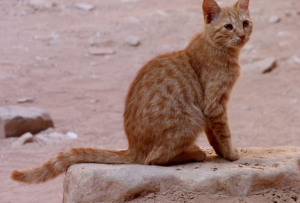 Les origines du chat (Épisode 1)