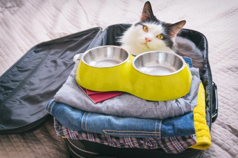 sally et cie chat gamelle