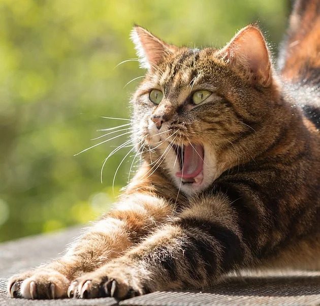 sally et cie chat qui s'étire