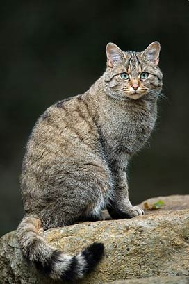 sally et cie que mangent les chats sauvages ?