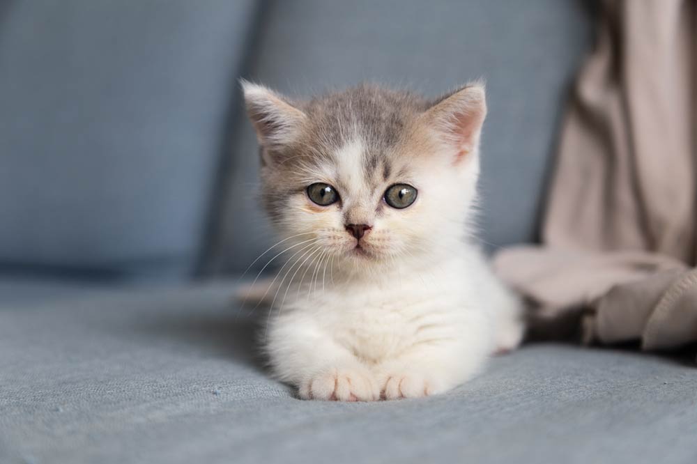 sally et cie chaton blanc