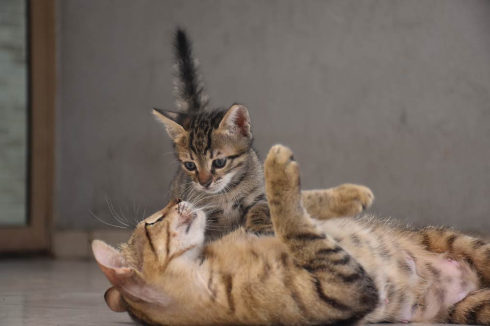 sally et cie chaton chatte