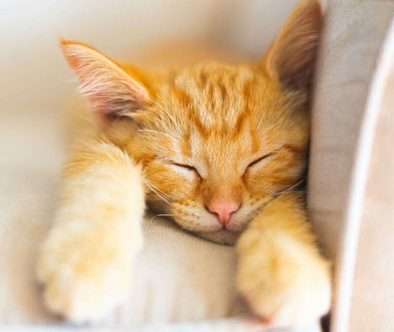 Le pétrissage chez le chat