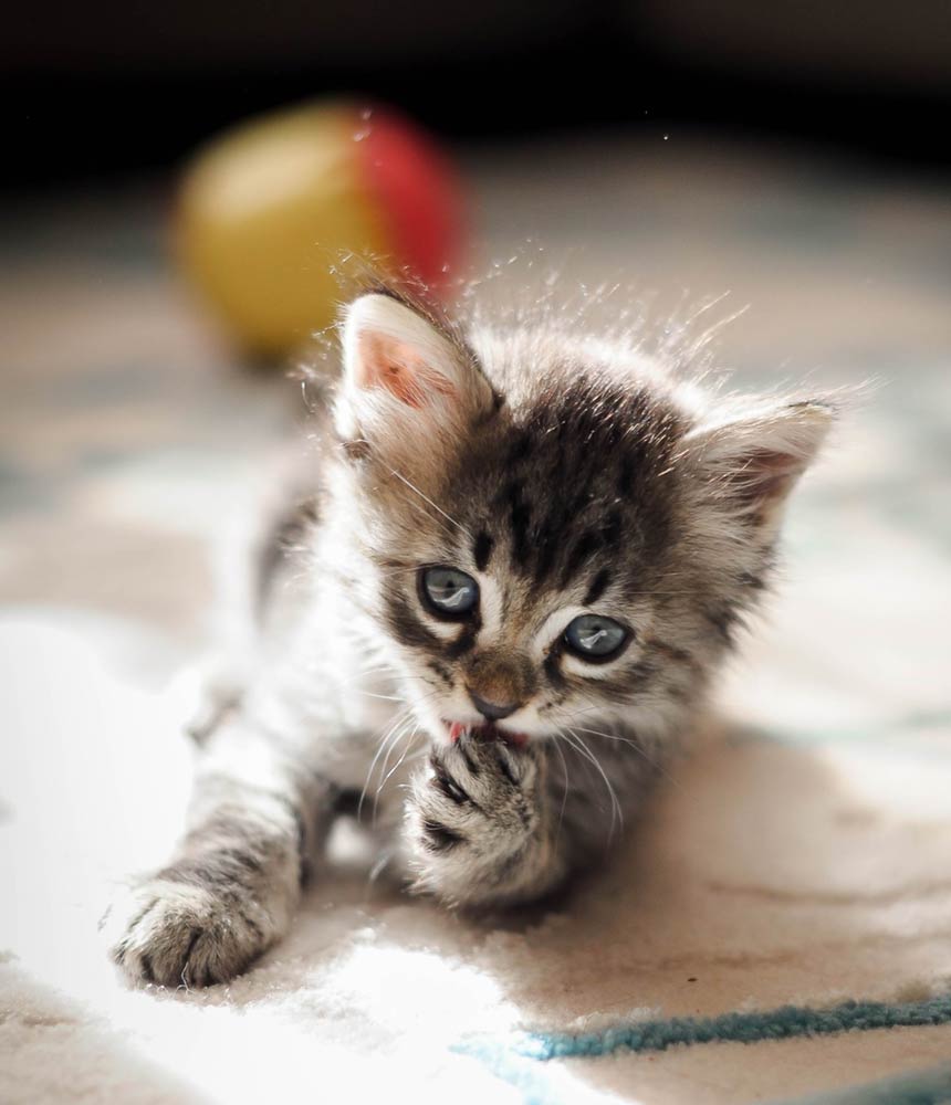 sally et cie chaton sally et cie chaton