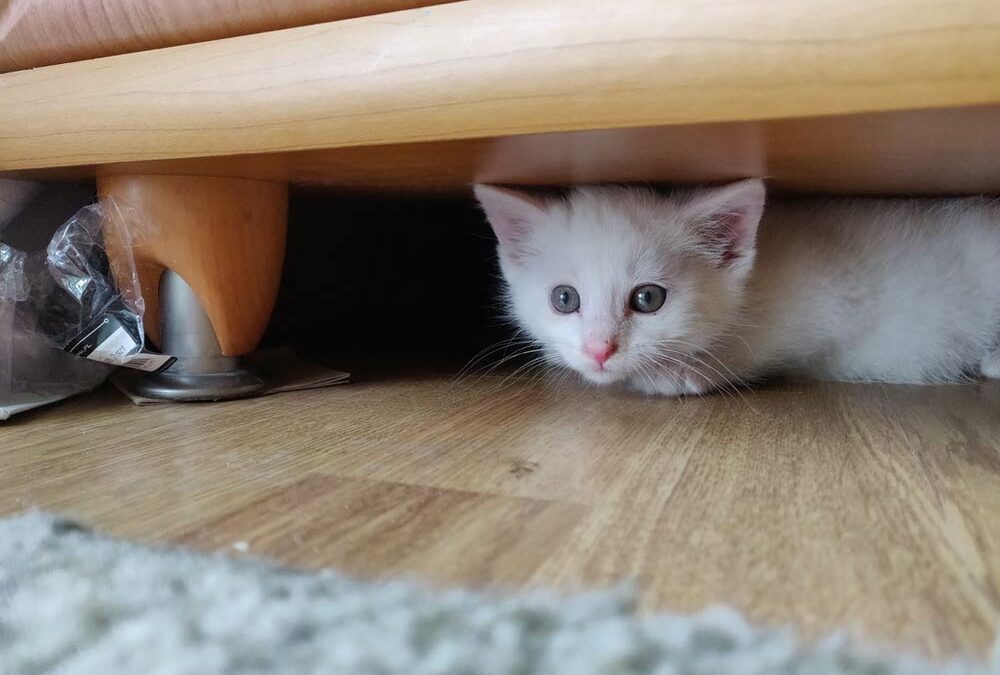 Le comportement du chat face au changement