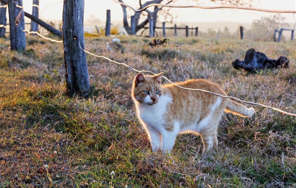 sally et cie chats nature viande crue