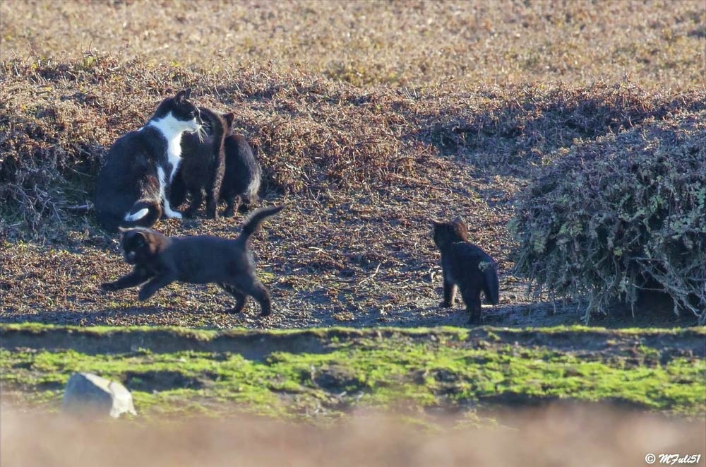 sally et cie chats viande crue