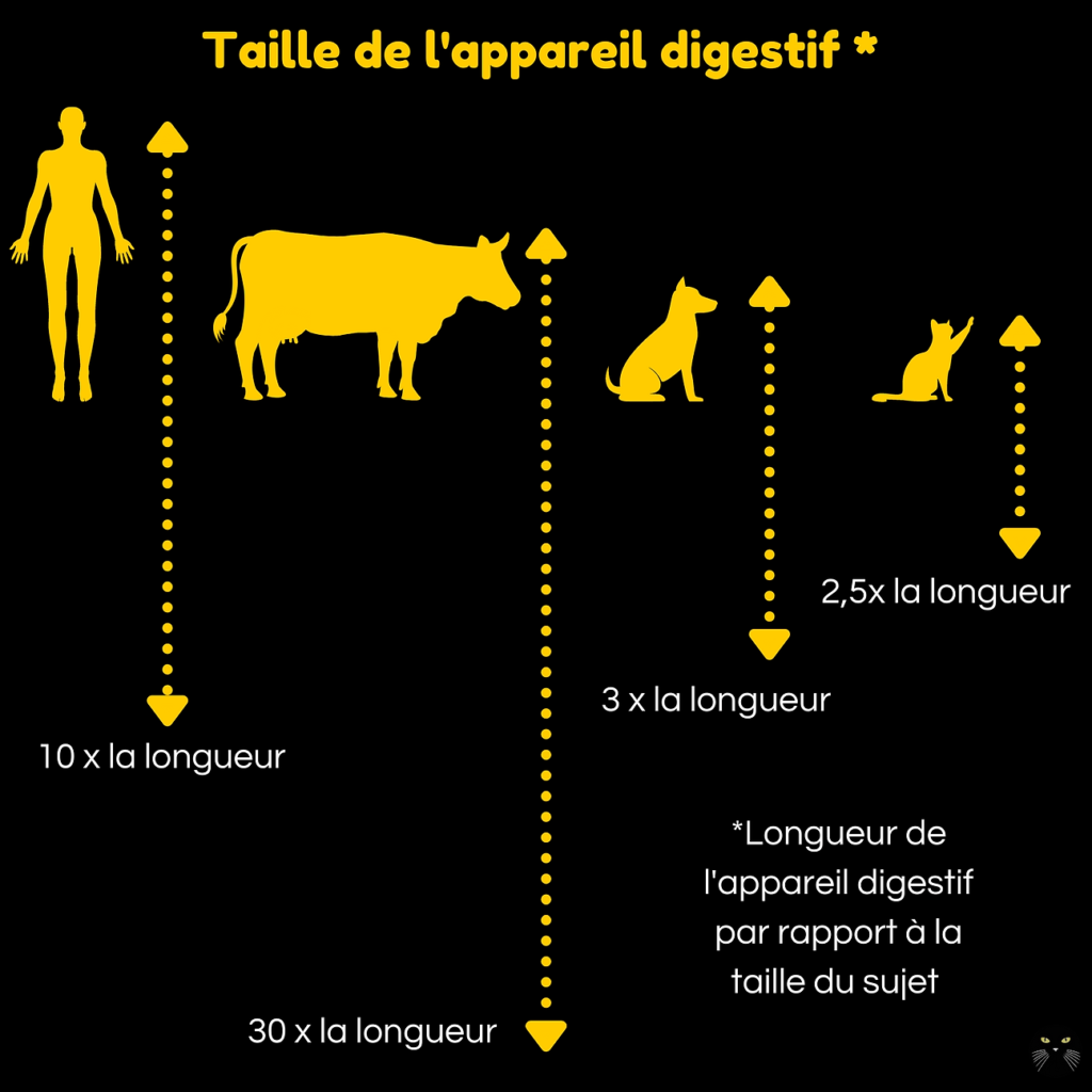 Le chat est-il un carnivore strict ?