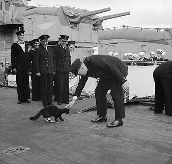 Les chats de la Royal Navy